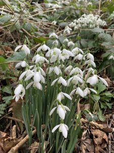 Green Ilminster Spring Newsletter