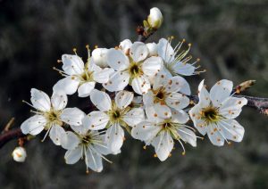 Green Ilminster Spring Newsletter